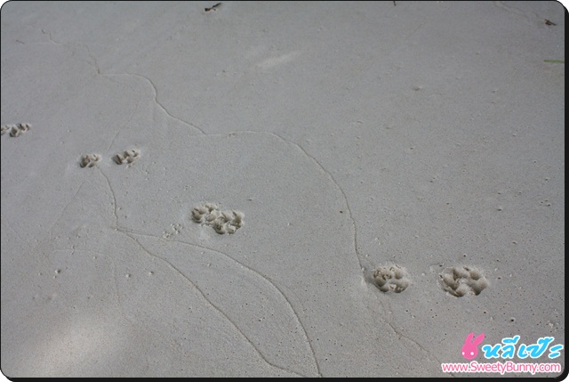 ทรายที่หาดทรายขาวละเอียดมาก เดินแล้วนิ่มเท้ามากๆ