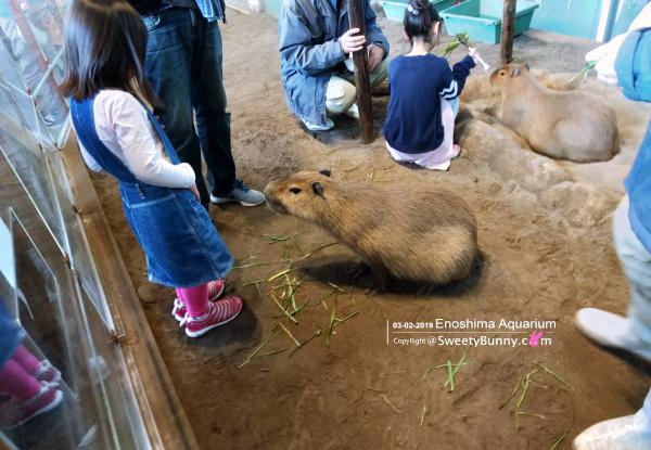 คาปิบารา (Capybara) กันอาหารของเด็กน้อย